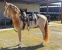 trail-r-andalusian-horse