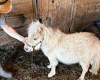 6-hand-miniature-colt