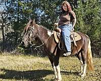 husband-safe-spotted-saddle-horse