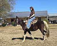 kid-safe-spotted-saddle-horse