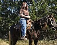 trail-spotted-saddle-horse