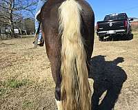 trail-riding-spotted-saddle-horse