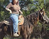 gaited-mare