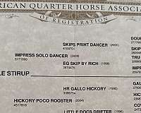 bay-horsemanship-horse