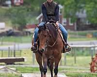 advanced-quarter-horse