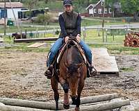 aqha-quarter-horse