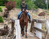 aqha-bay-mare-quarter-horse