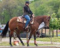 aqha-mare-quarter-horse