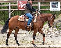 arena-quarter-horse