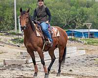 bay-quarter-horse