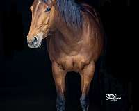 quarter-horse-for-sale