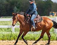 quarter-horse