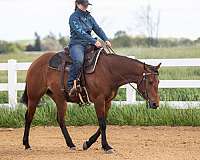 bay-cross-horse
