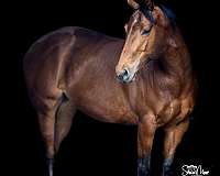 bay-dressage-horse