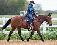 bay-mare-quarter-horse