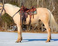 all-around-quarter-horse