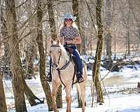 athletic-quarter-horse