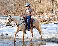 beginner-quarter-horse