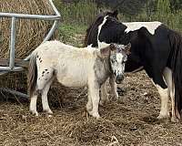 7-hand-miniature-colt