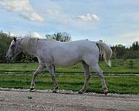 few-spots-lplp-horse