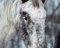 bay-few-spots-lplp-horse