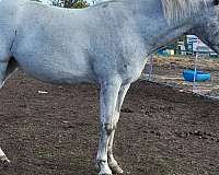 proven-breeder-appaloosa-horse