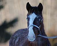 blaze-4-white-socks-2-blue-eyes-horse