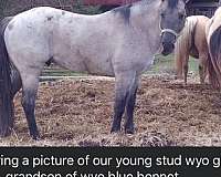 bay-roan-all-around-blue-eyed-horse