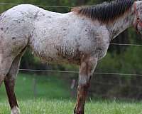 all-around-blue-eyed-mare