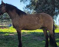 dorsal-strip-horse