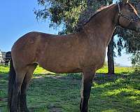 dun-dorsal-strip-horse