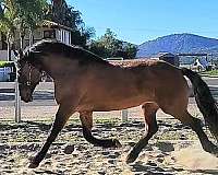 friesian-cross-horse