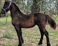 sport-horse-friesian