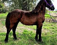 friesian-horse