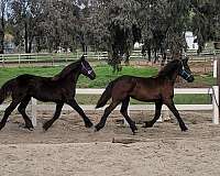 california-friesian-horse