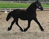 friesian-horse