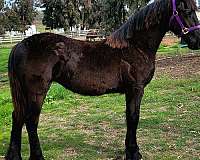 san-diego-filly