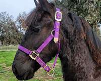 san-diego-friesian-horse