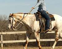 hunter-under-saddle-appaloosa-horse