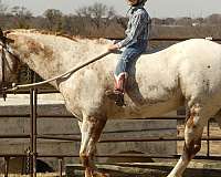 english-pleasure-appaloosa-horse