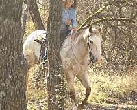 husband-safe-appaloosa-horse