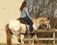 kid-safe-appaloosa-horse