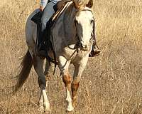 ranch-appaloosa-horse