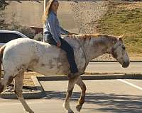 ranch-work-appaloosa-horse