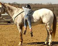 ranch-versatility-appaloosa-horse