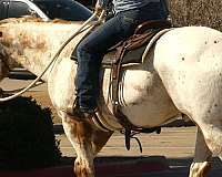 ridden-english-appaloosa-horse