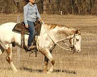 ridden-western-appaloosa-horse