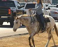 trail-appaloosa-horse