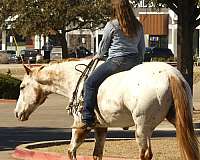 trail-riding-appaloosa-horse