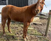 all-around-quarter-horse